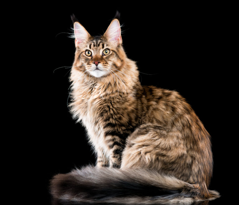 pisica Maine Coon mascul pisica de rasa, mascul maine coon