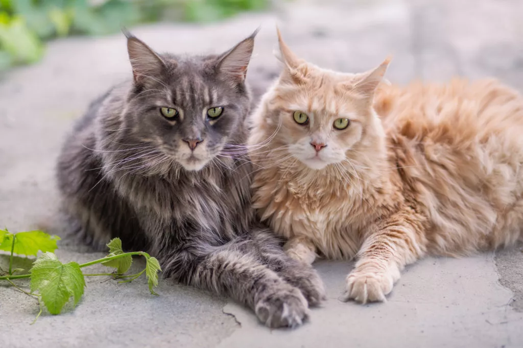 Maine Coon pisici adulte