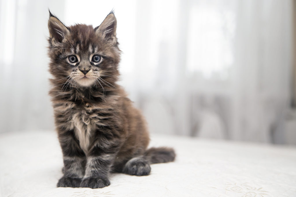 pisica pui Maine Coon maine coon pui de pisica