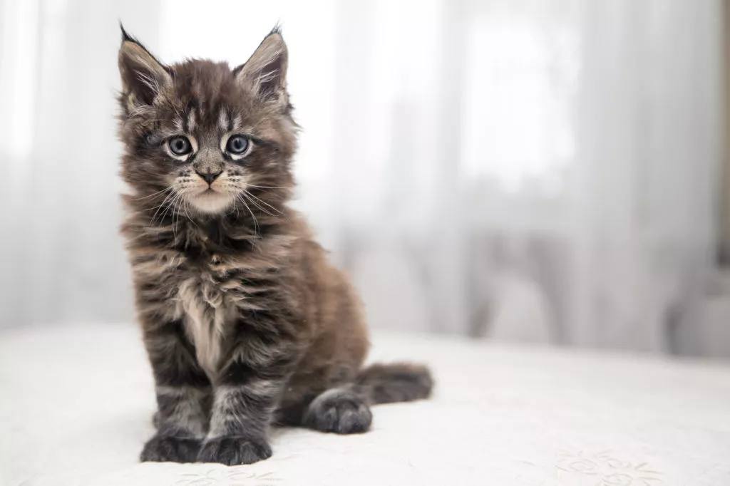 maine coon pui de pisica