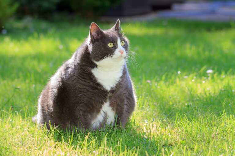 pisica obeza Ce pot face dacă am o pisică grasă? Obezitatea la pisici: cauze și urmări