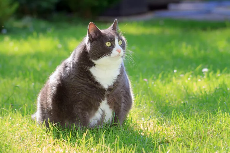 Ce pot face dacă am o pisică grasă? Obezitatea la pisici: cauze și urmări