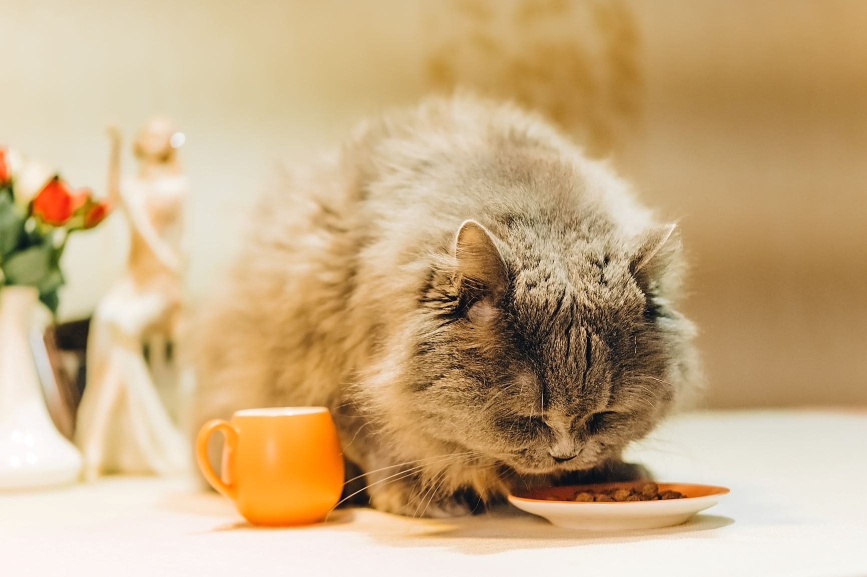Liver Disease in Cats - Cat Diseases | Hill's Pet