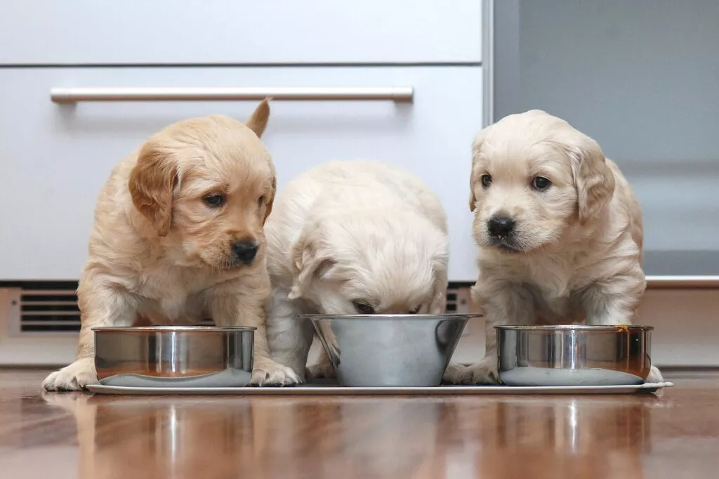 Cum să calculezi cantitatea de hrană necesară pentru câini pui