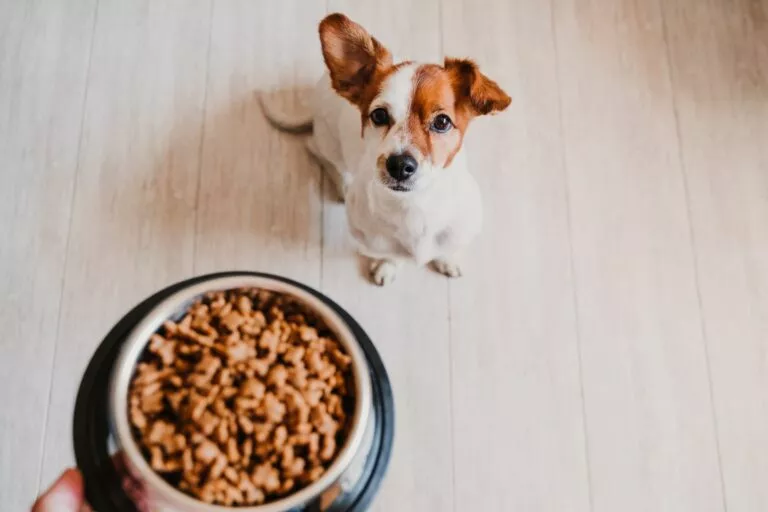 Cum să calculezi cantitatea de hrană necesară pentru câini ...