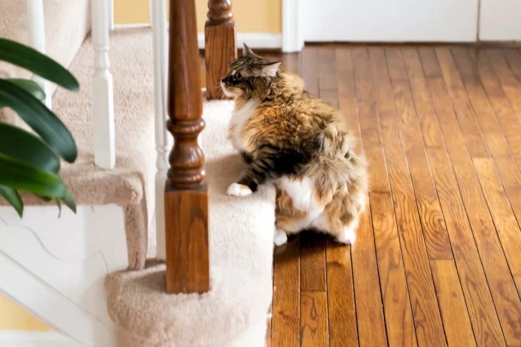 Pisica supraponderală care stă la baza scărilor unei case
