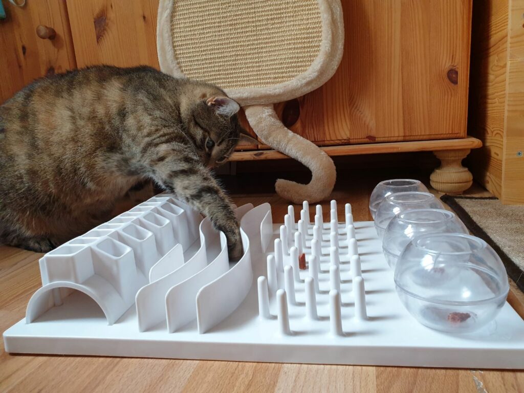 cum să faci pisoiul să piardă în greutate