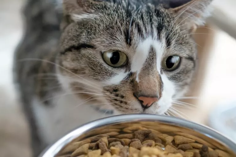 Cât trebuie să mănânce o pisică pe zi? | zooplus Ghid