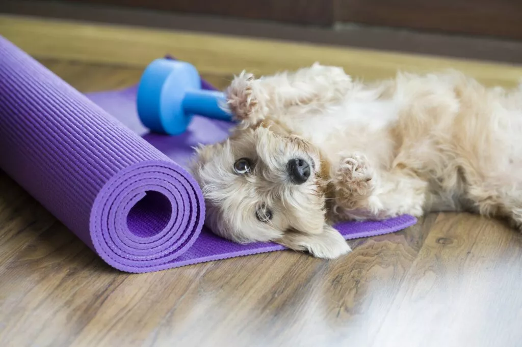 Puteti practica fitness pentru caini acasa