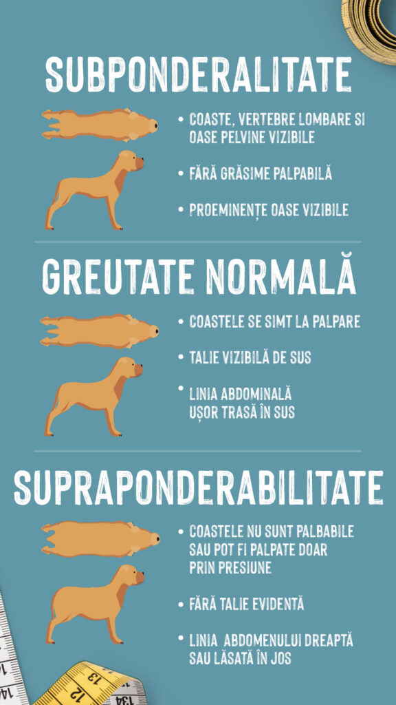grafic obezitate caini Graficul te ajută să înțelegi dacă ai un câine gras