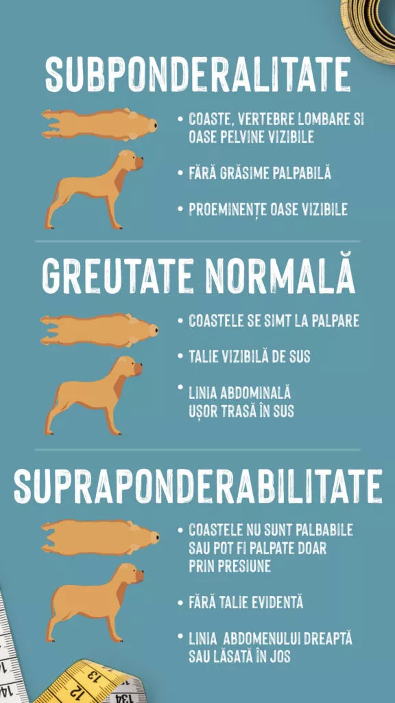 Graficul te ajută să înțelegi dacă ai un câine gras