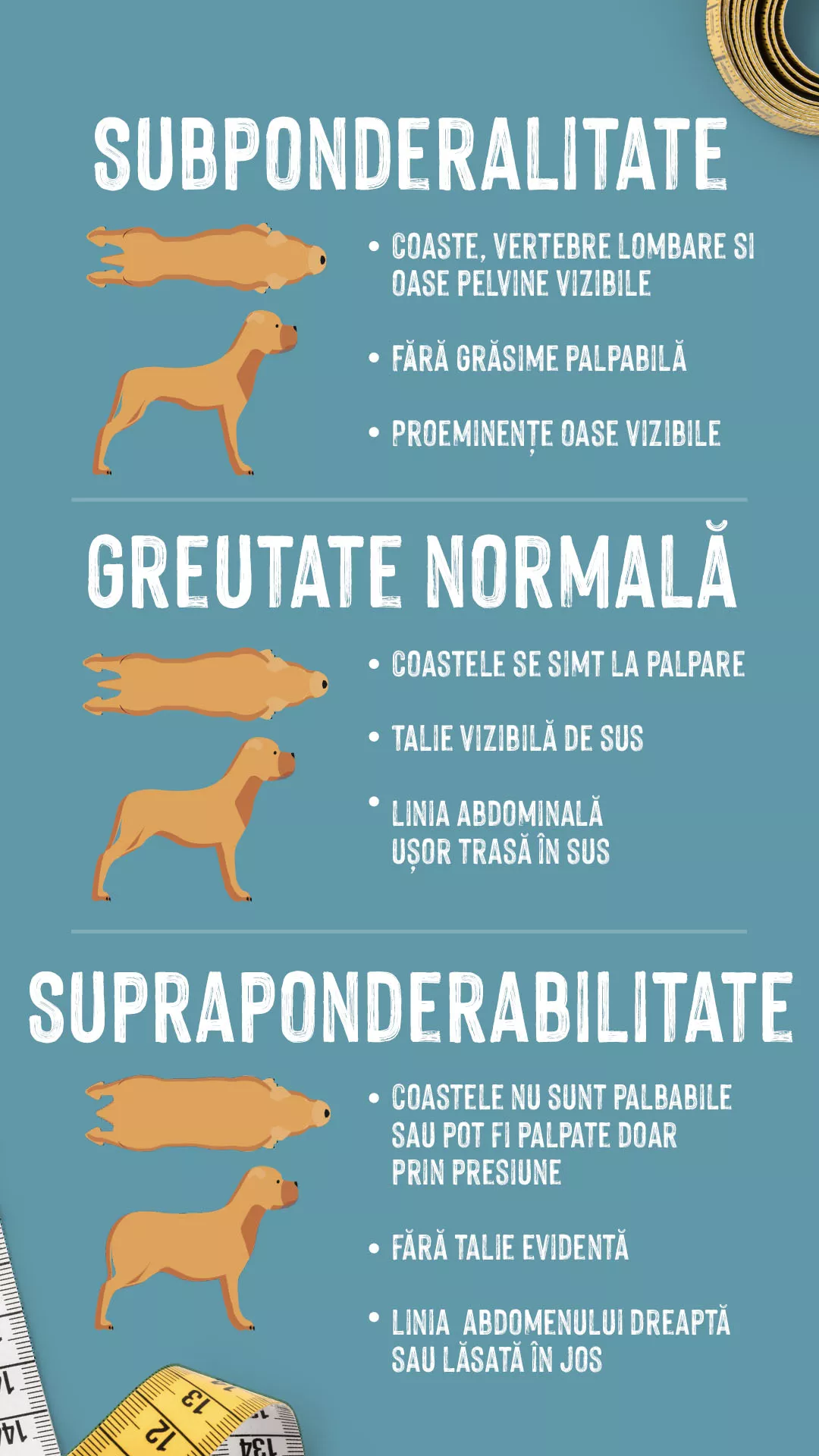 Graficul te ajută să înțelegi dacă ai un câine gras