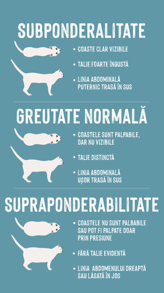 grafic obezitate la pisici 1080x1920_RO Grafic obezitatea la pisici. Pisici grase