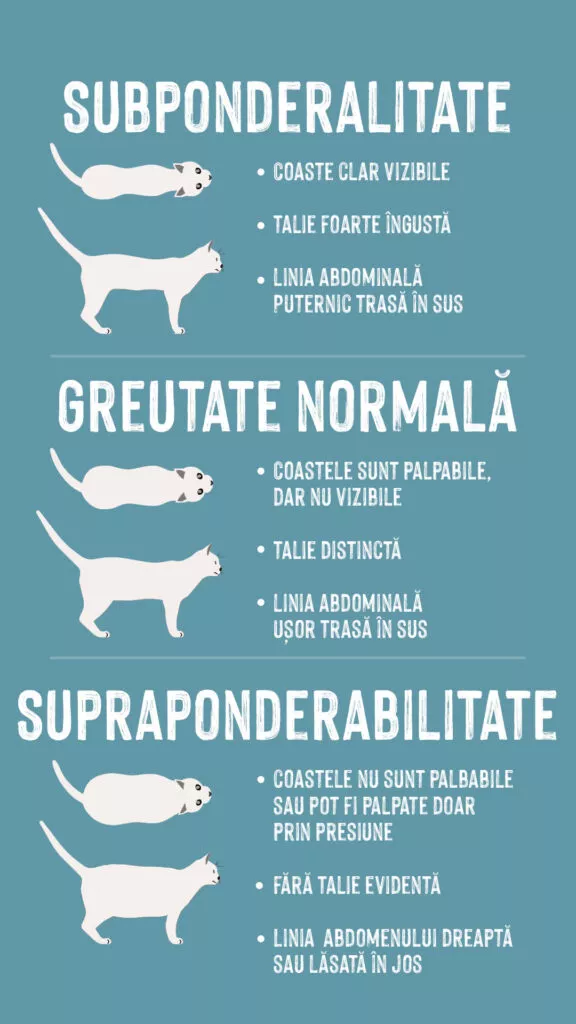grafic obezitate la pisici 1080x1920_RO Grafic obezitatea la pisici. Pisici grase