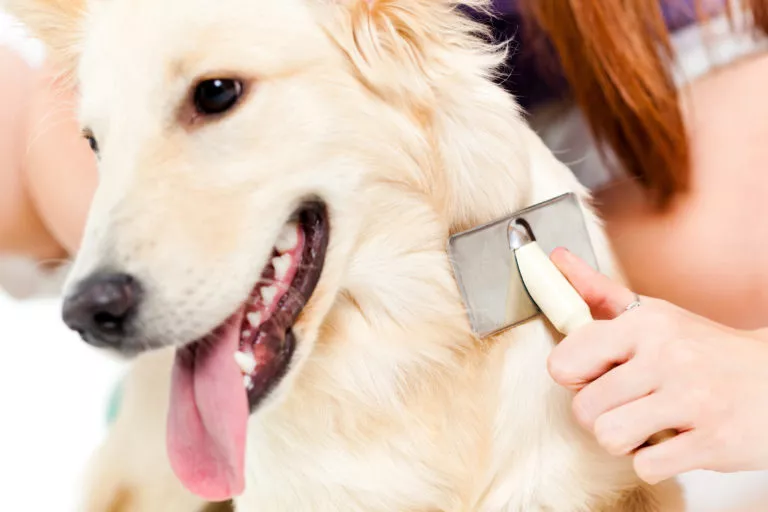 Îngrijirea blănii câinelui: sfaturi pentru toate tipurile de păr