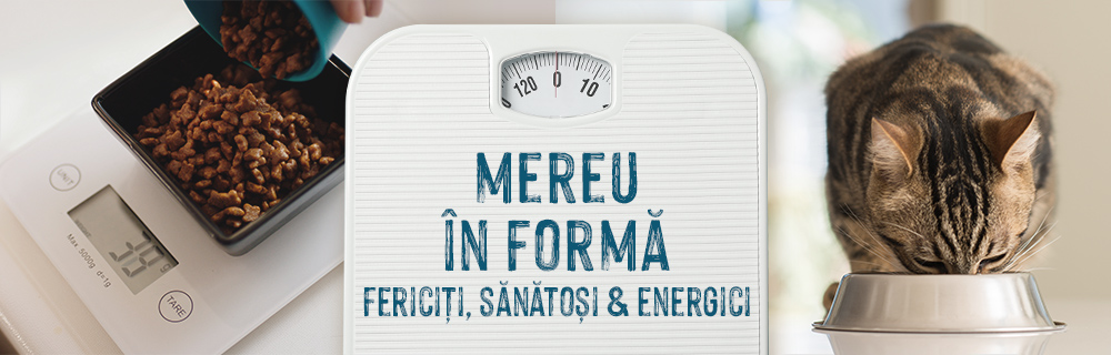 Vaccinarea pisicii: sfaturi și informații utile  zooplus Ghid