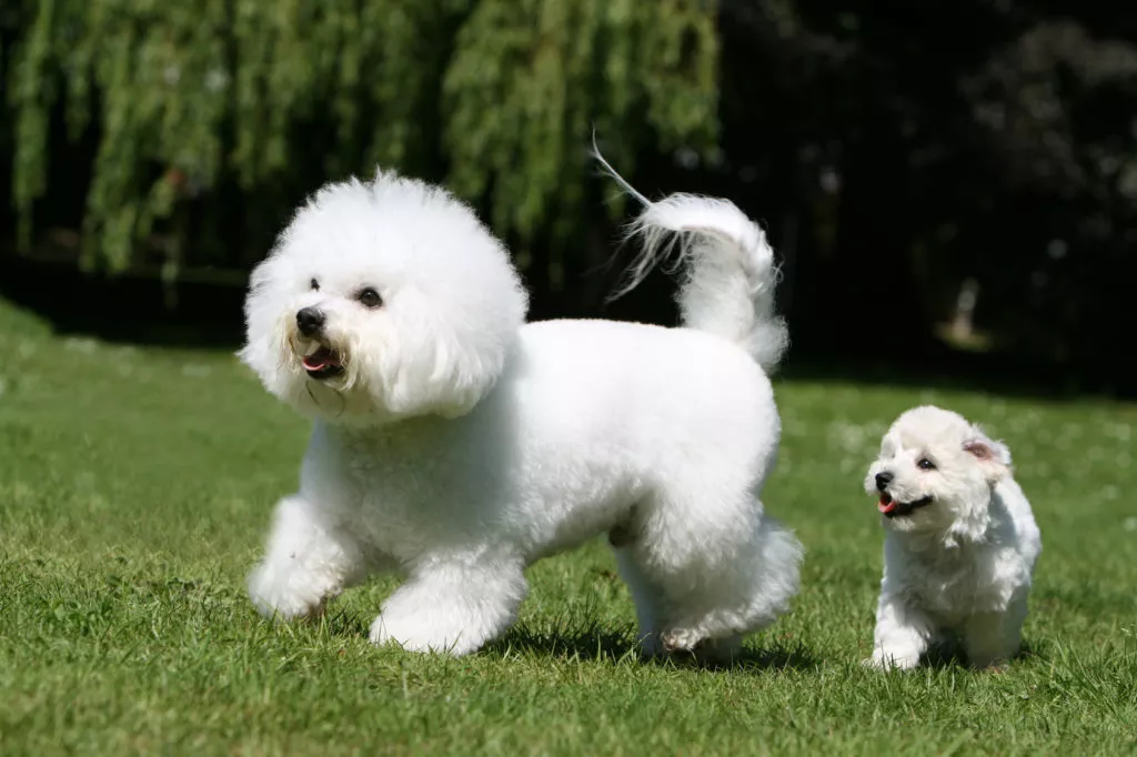 Cum poti sa adopti un bichon frise