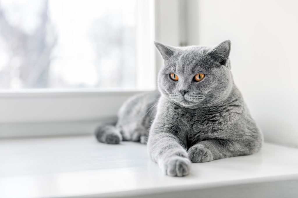 Laugh Southeast easy to be hurt Pisicile din rasa British Shorthair: aspect și comportament | zooGhid Laugh Southeast easy to be hurt Pisicile din rasa British Shorthair: aspect și comportament | zooGhid