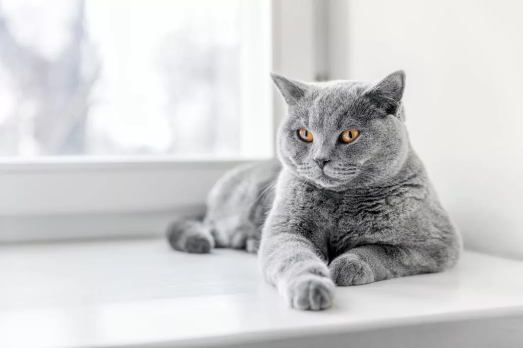 Pisica British Shorthair Adult