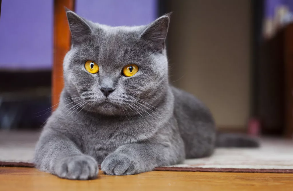 Pisica British Shorthair Albastru Gri