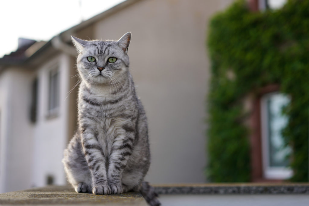 Laugh Southeast easy to be hurt Pisicile din rasa British Shorthair: aspect și comportament | zooGhid Laugh Southeast easy to be hurt Pisicile din rasa British Shorthair: aspect și comportament | zooGhid