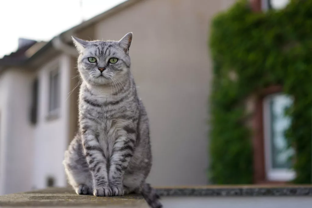 Pisica British Shorthair Tabby Adult