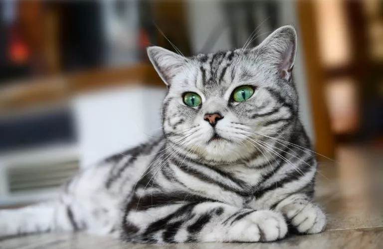 Pisica British Shorthair Tabby