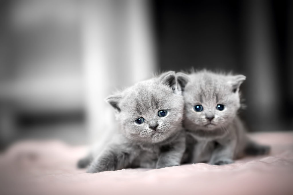 Laugh Southeast easy to be hurt Pisicile din rasa British Shorthair: aspect și comportament | zooGhid Laugh Southeast easy to be hurt Pisicile din rasa British Shorthair: aspect și comportament | zooGhid