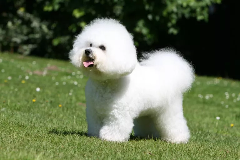 Bichon Frise - aspect si comportament