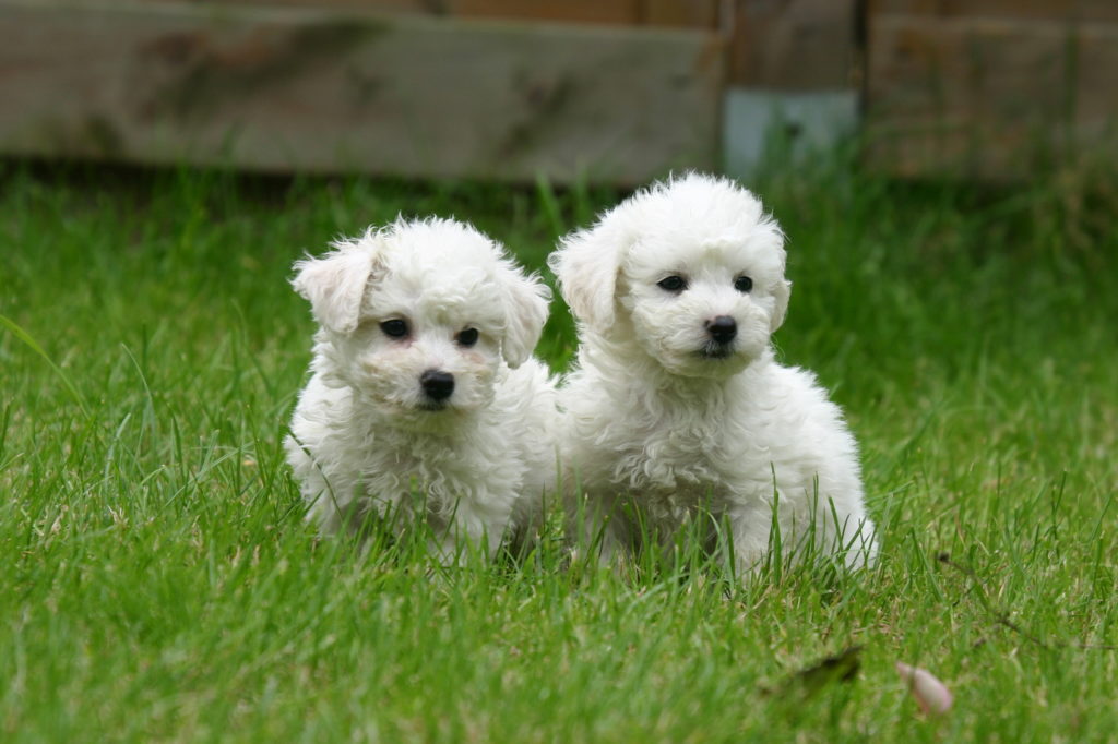 bichon frise pui Pui Bichon Frise