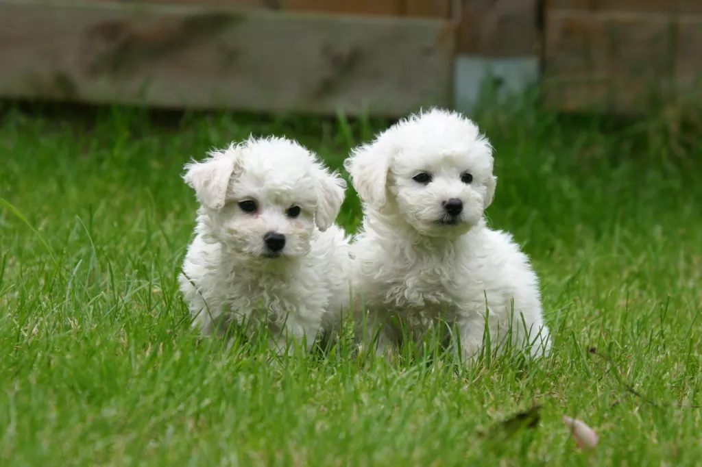 Pui Bichon Frise