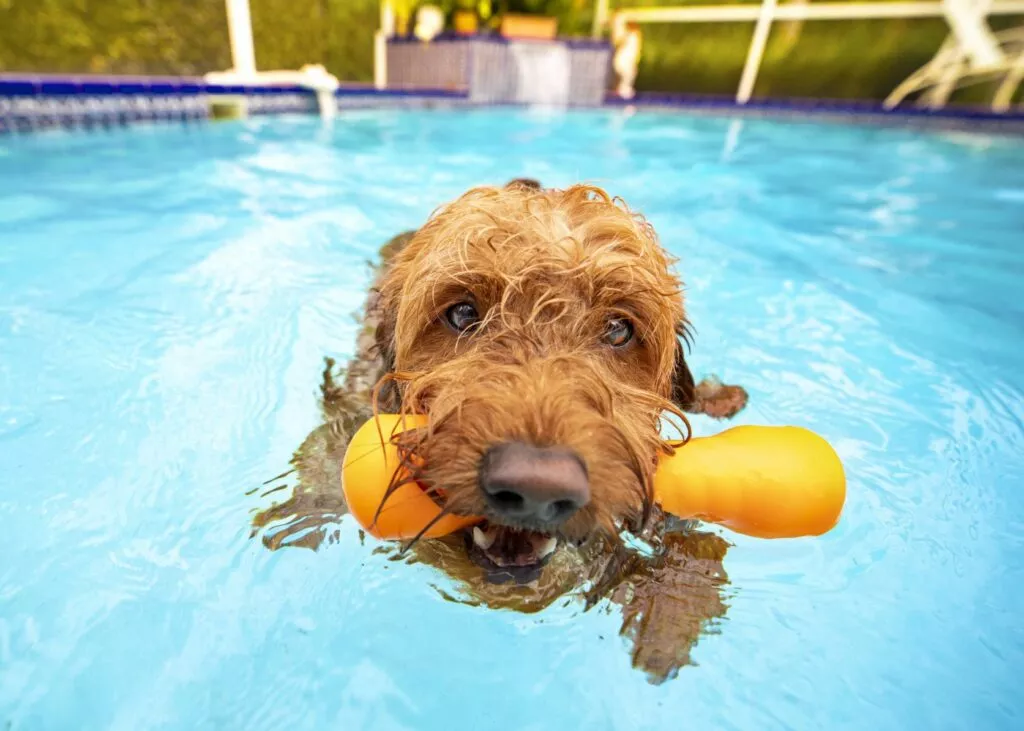 Caine se joaca in piscina