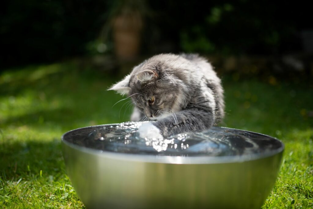 O fântână de apă poate ajuta atunci când pisicii îi este cald O fântână de apă poate ajuta atunci când pisicii îi este cald