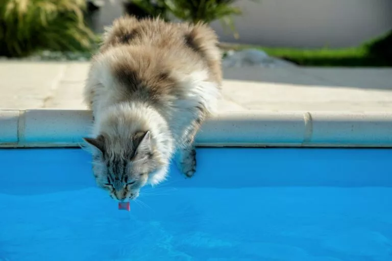 Pisica nu bea apă. Ce este de făcut