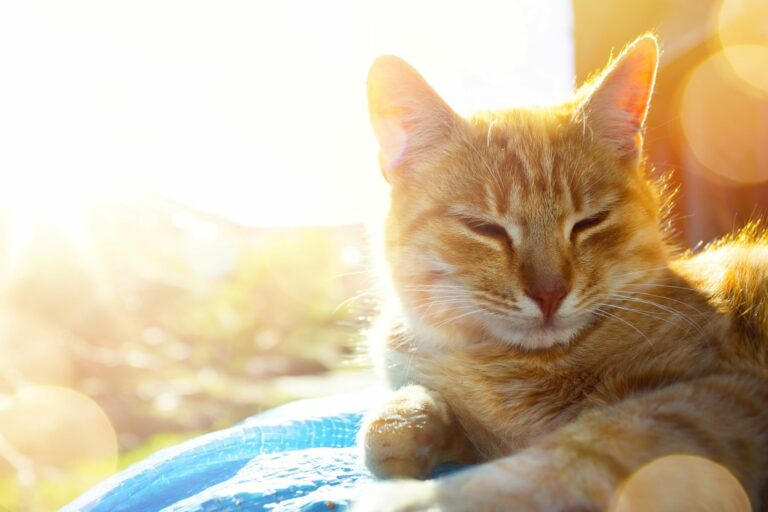 Pisicii îi este cald. 5 sfaturi pentru îngrijirea pisicii pe timp de vară
