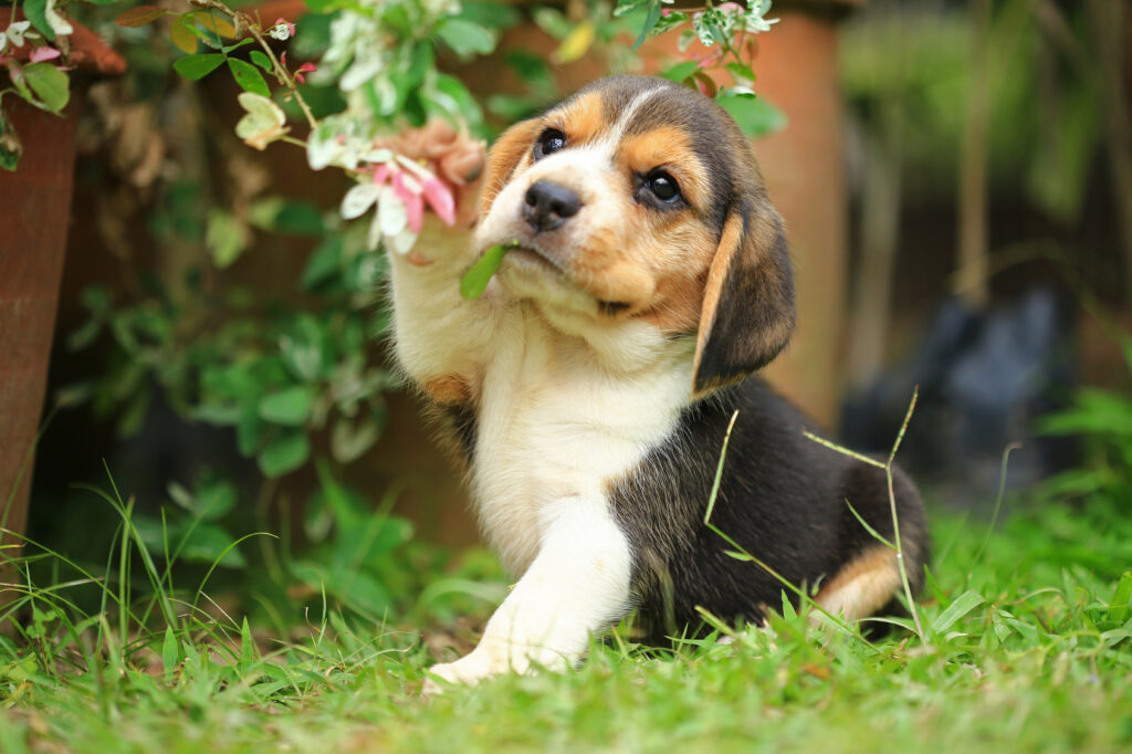 Beagle pui explorează în natură