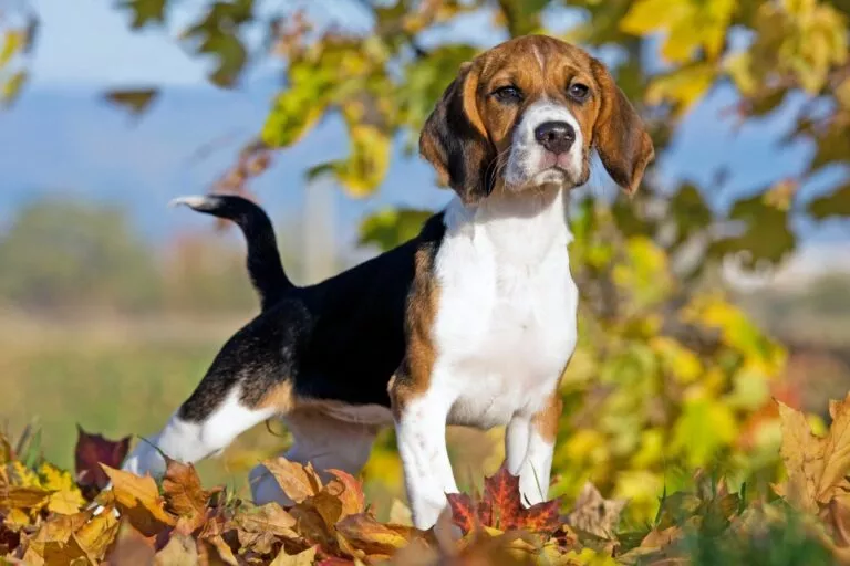 Câine Beagle în natură