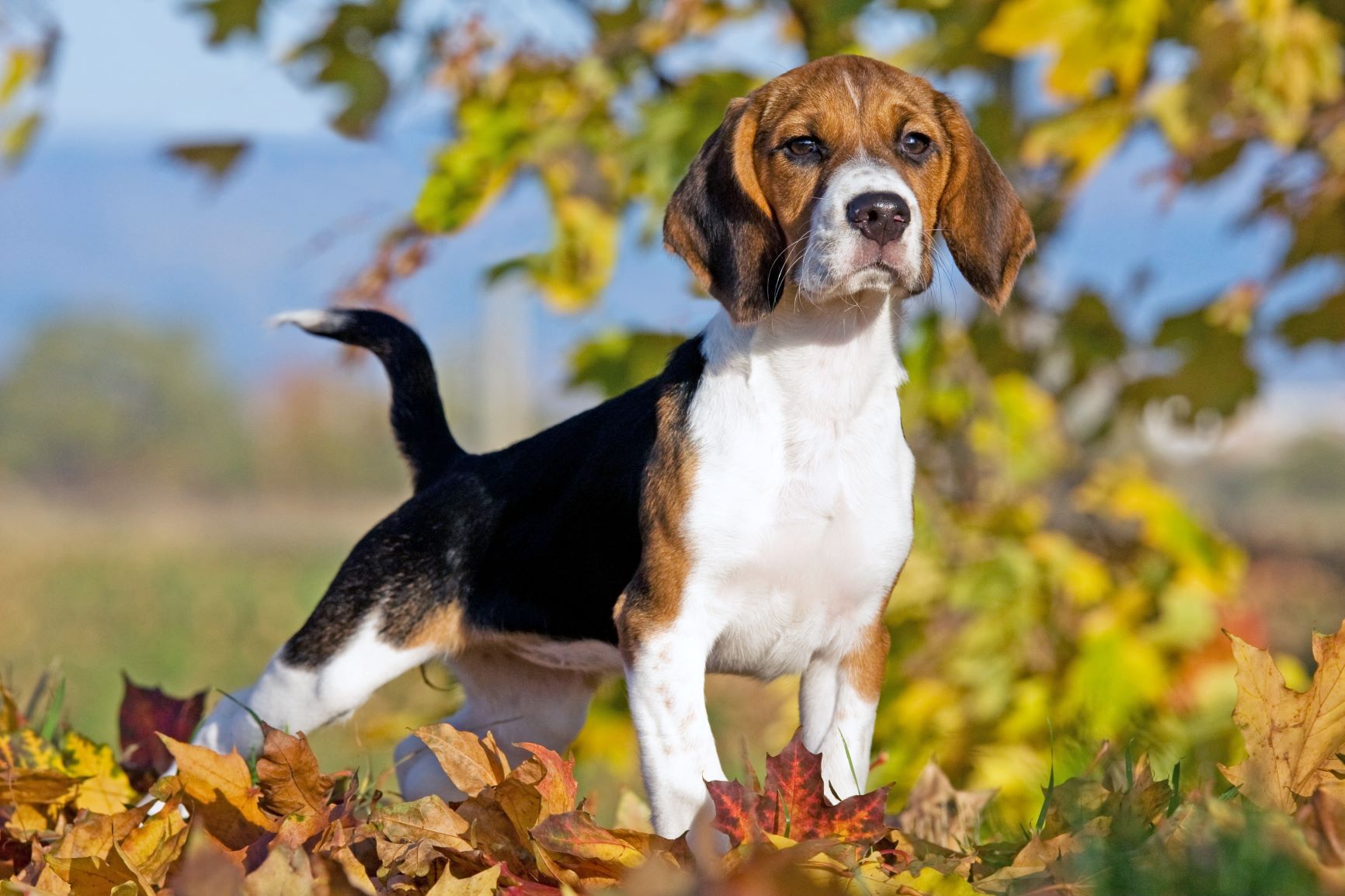 Câine Beagle temperament, aspect și îngrijire zooplus Ghid