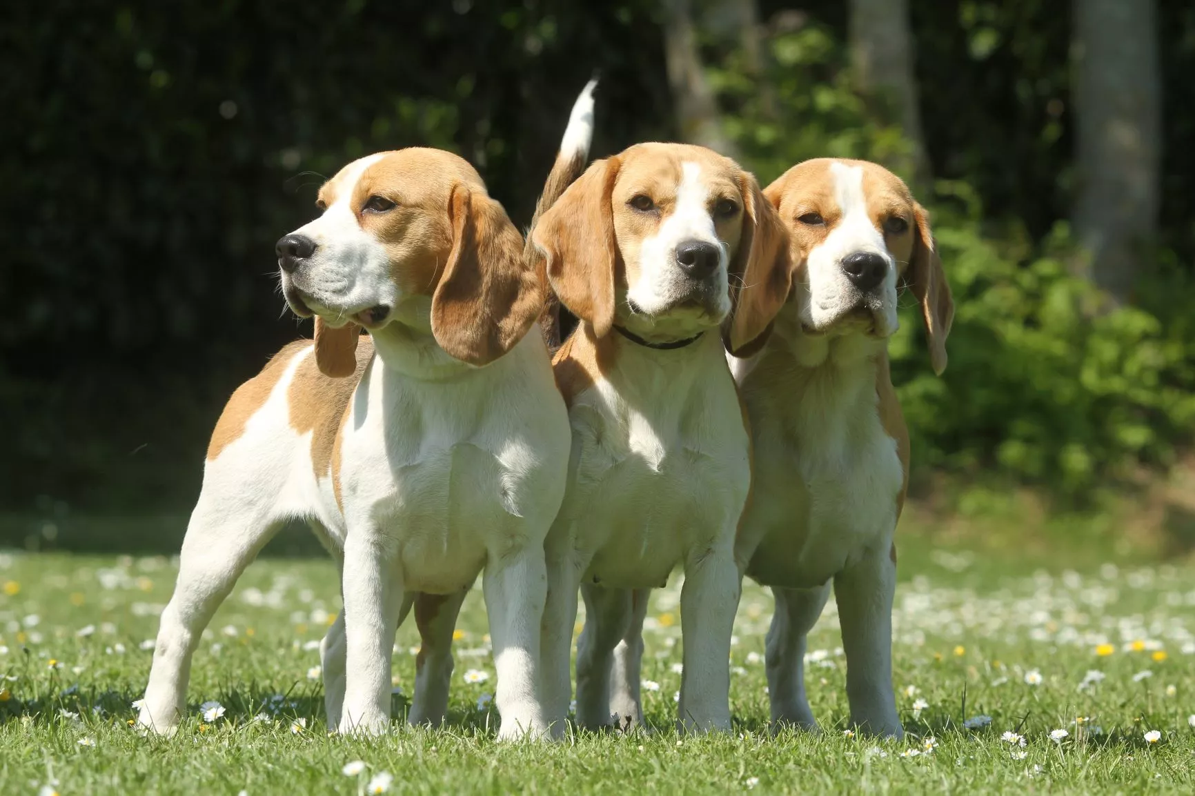 Caini Beagle in parc