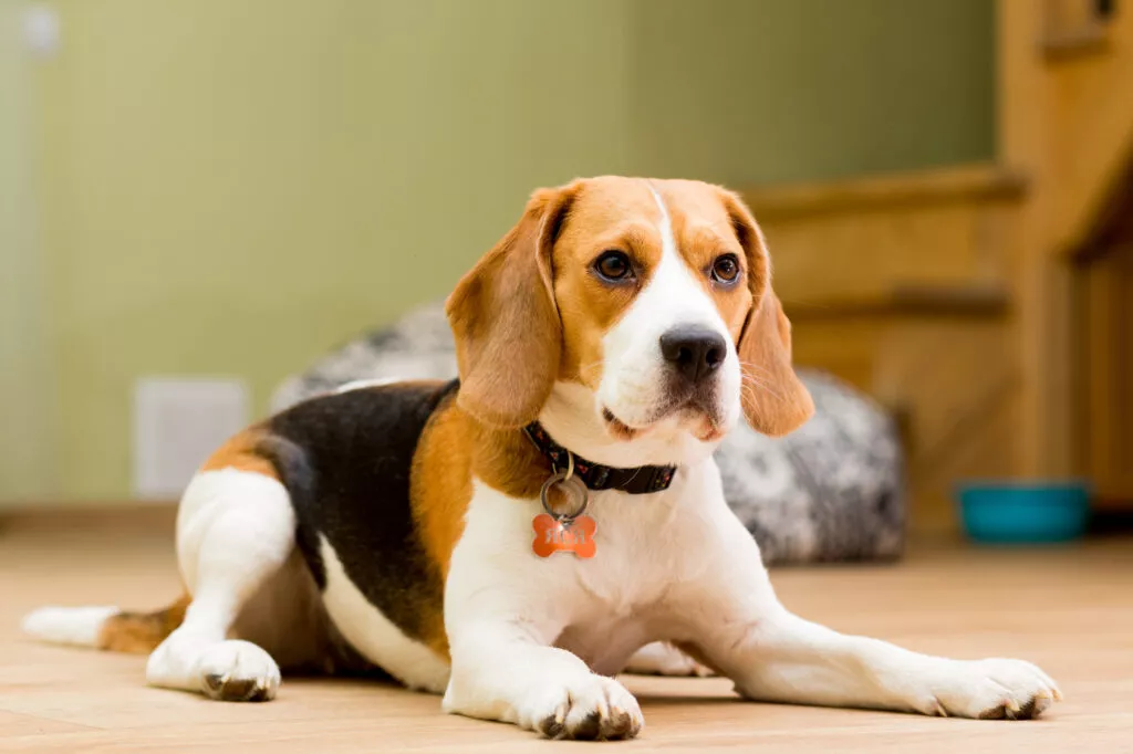 Caine Beagle in varsta de 2 ani, pe podea