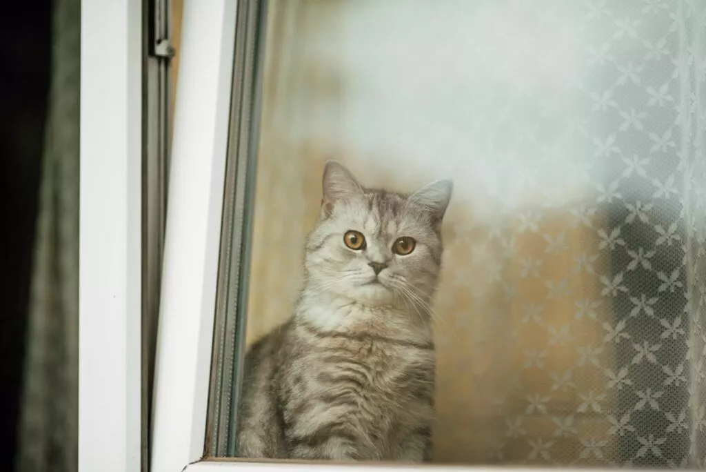 Pisica in geam cu grilaj pentru protectie geamuri rabatabile