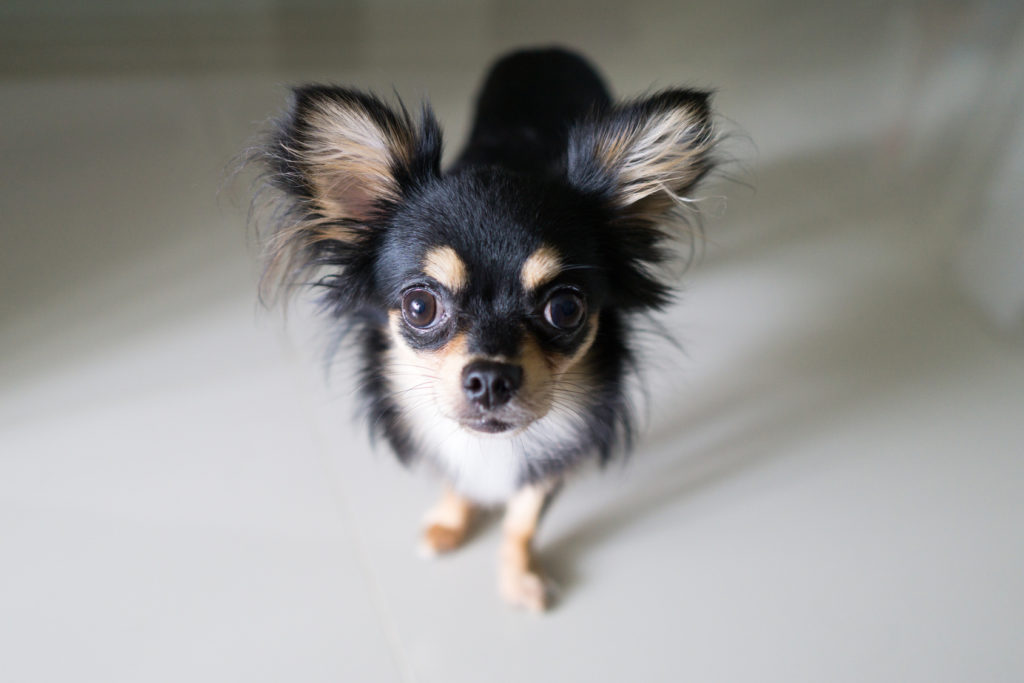 Caine Chihuahua negru adult Caine Chihuahua negru adult