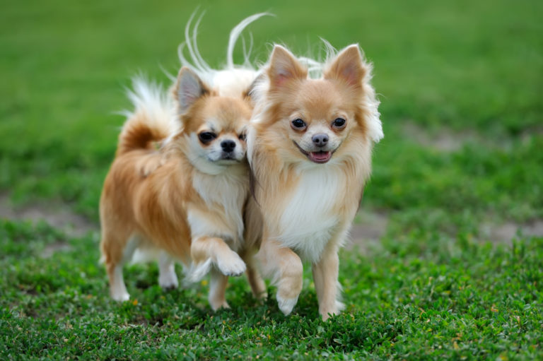 Doi caini Chihuahua adulti in aer liber