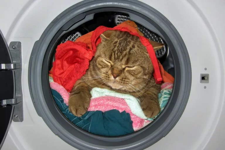 Pisica in masina de spalat - Cum să faci din locuința ta un loc sigur pentru pisică