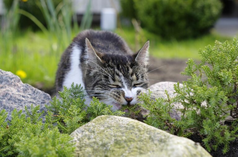 Pisica roade plantele din gradina