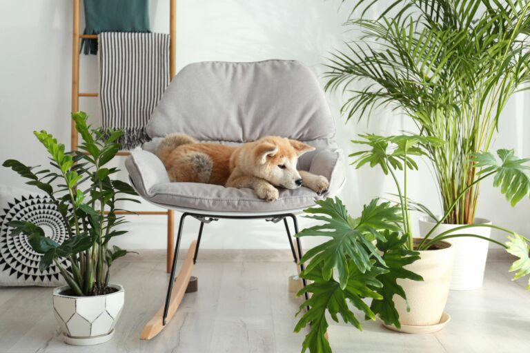 Plante otrăvitoare pentru câini în apartamentul tău Un Akita tânăr stă printre diferite plante de apartament.