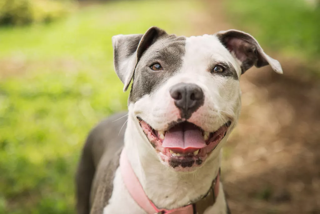 Caine Pitbull in parc