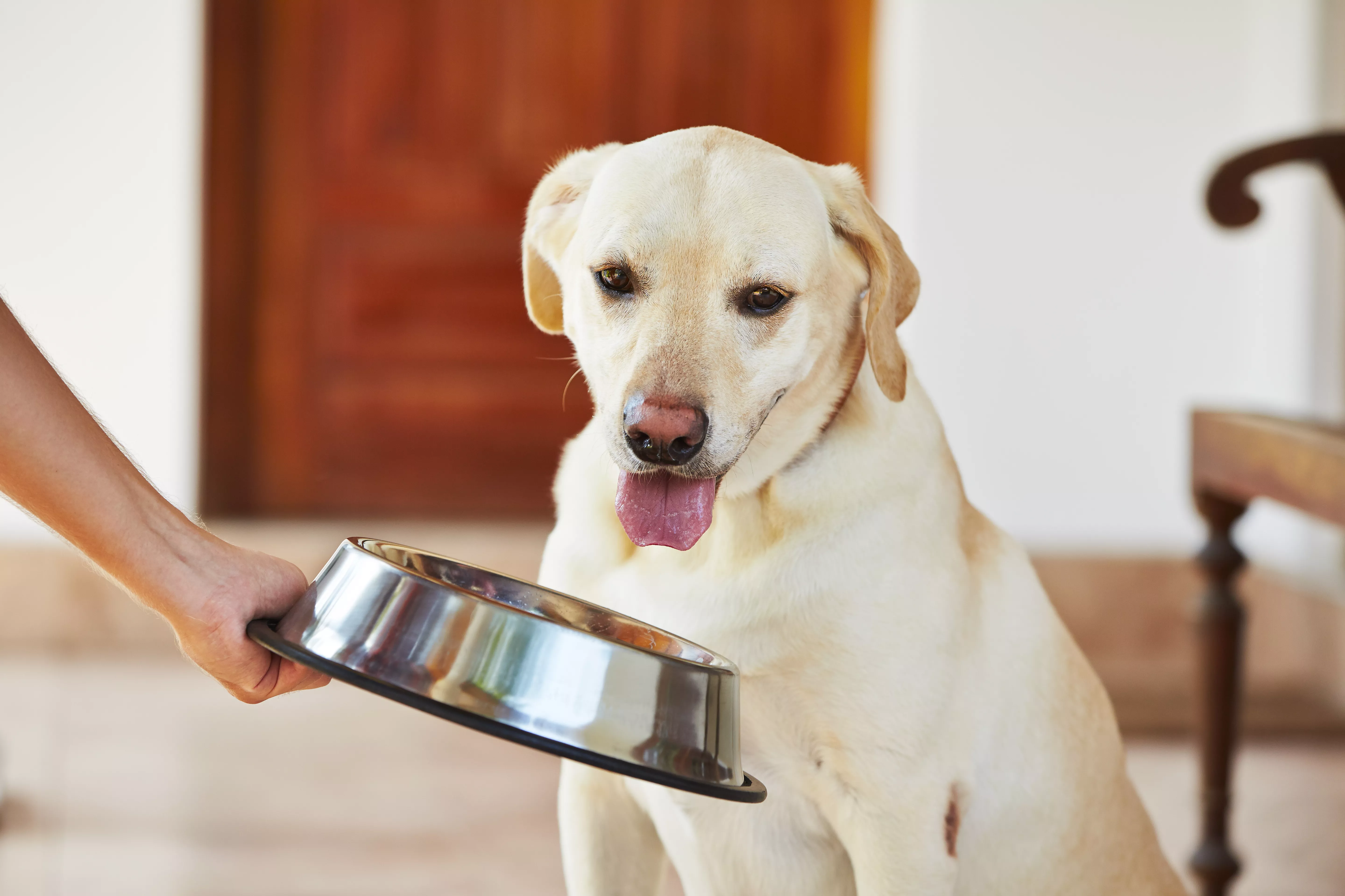 Hungry labrador with dog bowl is waiting for feeding.