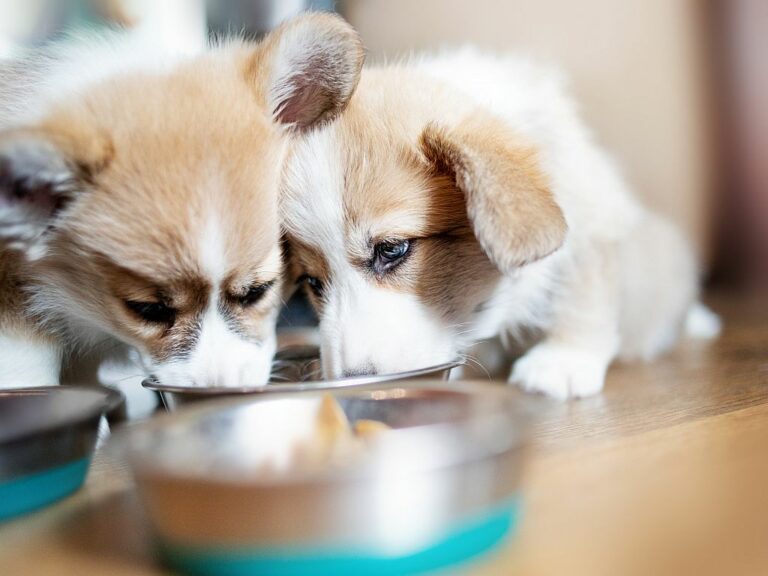 Puppies Eating dry food at home. Group of Beautiful Welsh Corgi Pembroke Dogs eat food from bowl. Pet concept