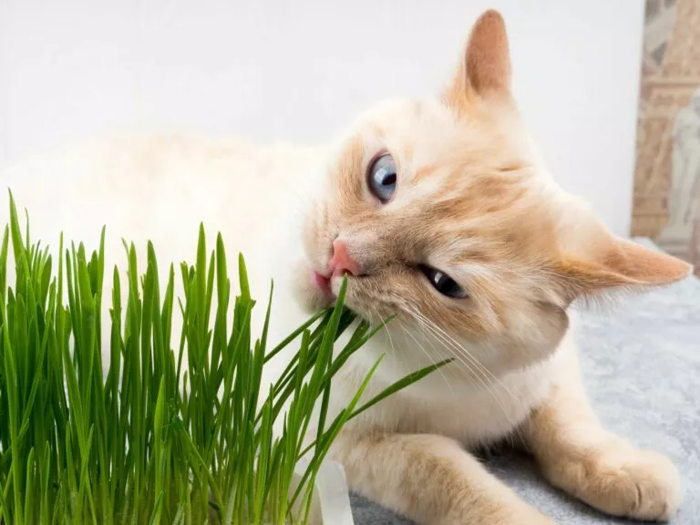 Pisica mananca iarba